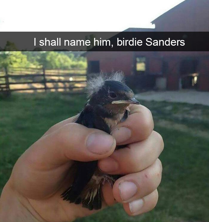 birdie sanders meme - I shall name him, birdie Sanders