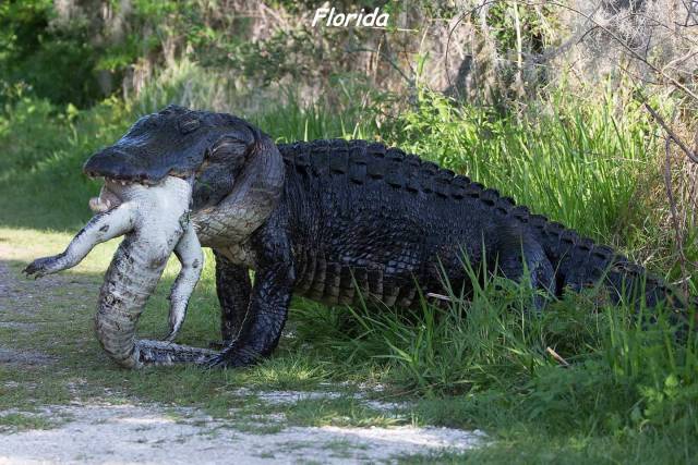 massive alligator in florida - Florida