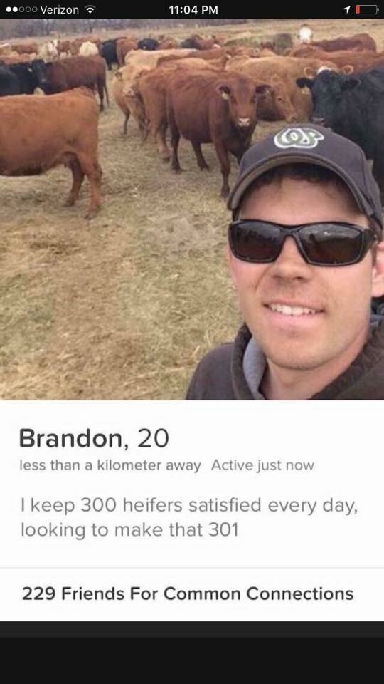 heifers meme - .000 Verizon Brandon, 20 less than a kilometer away Active just now I keep 300 heifers satisfied every day, looking to make that 301 229 Friends For Common Connections