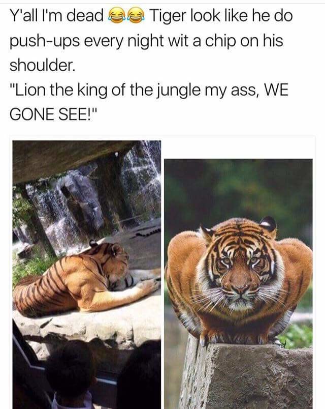 lion king of the jungle my ass - Y'all I'm dead ea Tiger look he do pushups every night wit a chip on his shoulder. "Lion the king of the jungle my ass, We Gone See!"