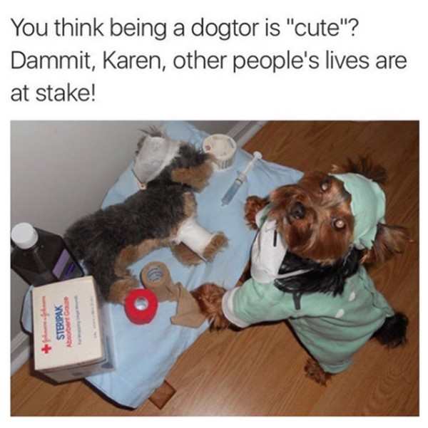 memes  - dog karen memes - You think being a dogtor is "cute"? Dammit, Karen, other people's lives are at stake! Steripak