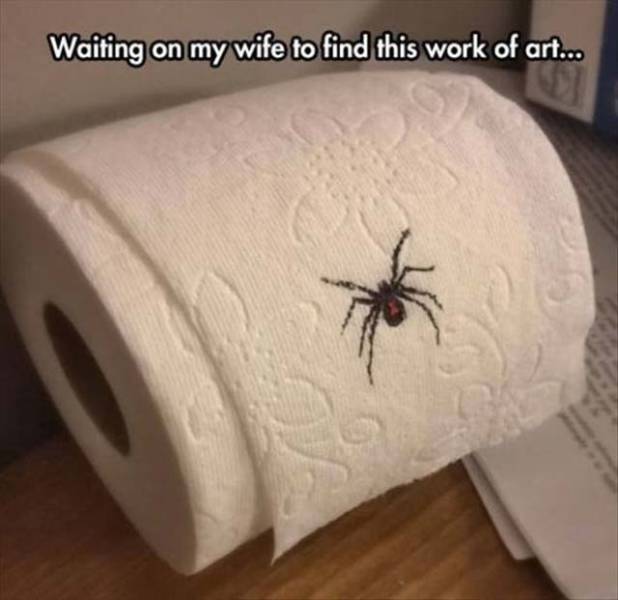 spider on toilet paper prank - Waiting on my wife to find this work of art...