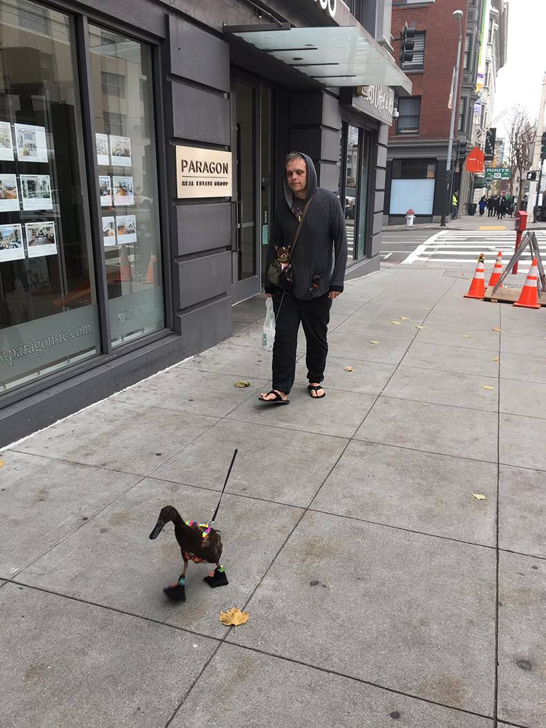guy walking his duck