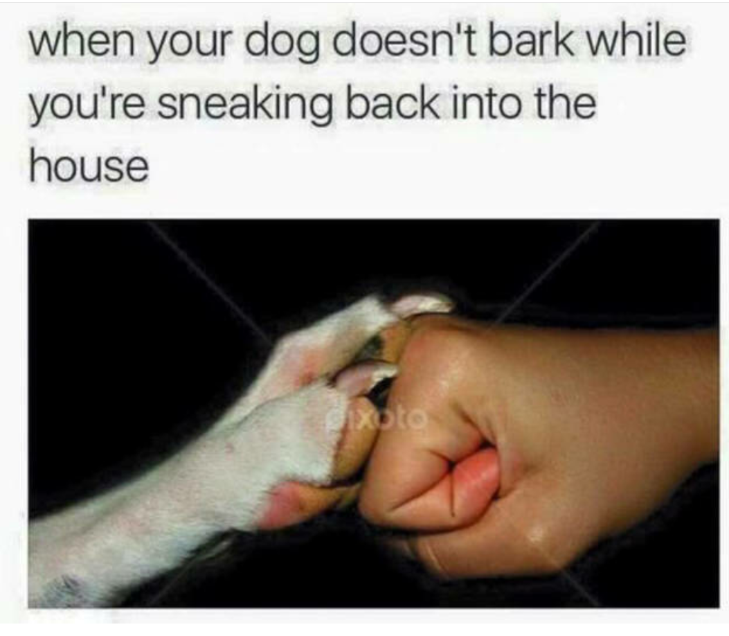 you bark at your dog - when your dog doesn't bark while you're sneaking back into the house