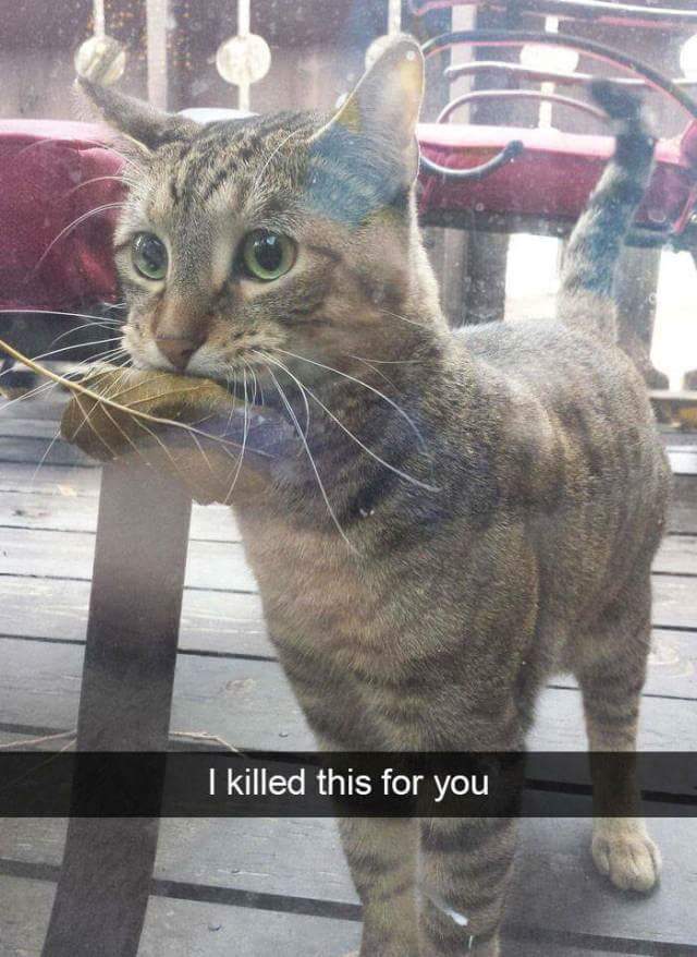 cat snapchat - 'I killed this for you