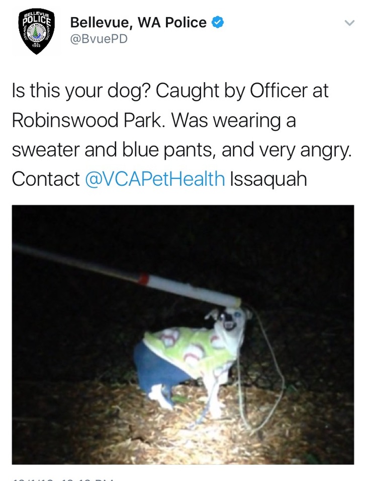 memes - angry dog wearing pants - Soline Bellevue, Wa Police Is this your dog? Caught by Officer at Robinswood Park. Was wearing a sweater and blue pants, and very angry. Contact Issaquah