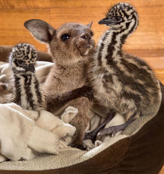 memes - kangaroo cuddles