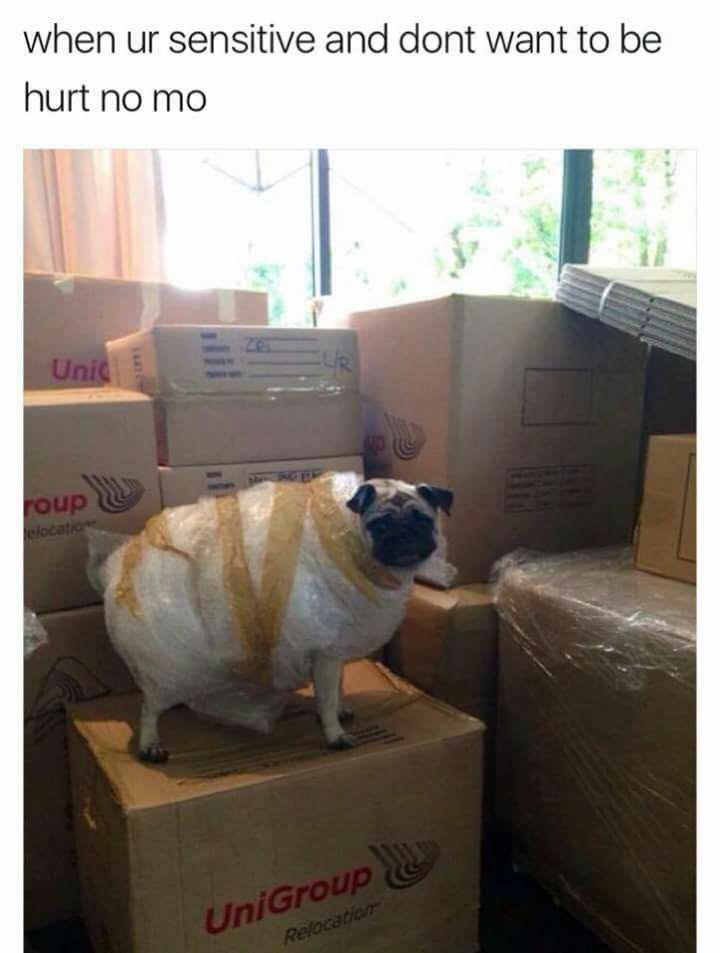 moving pug - when ur sensitive and dont want to be hurt no mo Unic roup locato de UniGroup Relocation