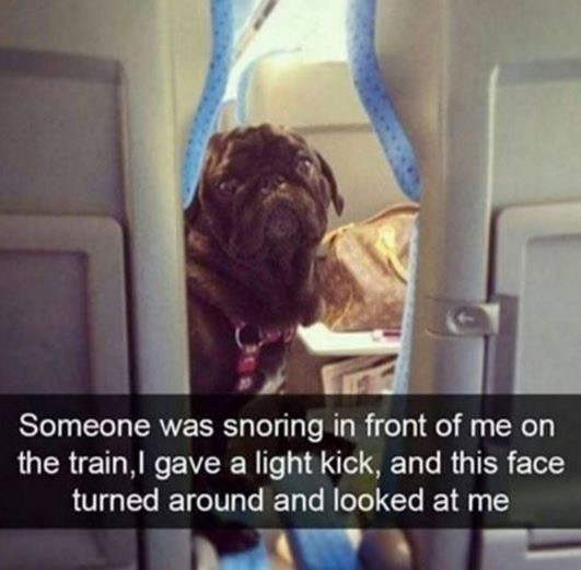 pugs meme snoring - Someone was snoring in front of me on the train, I gave a light kick, and this face turned around and looked at me Int