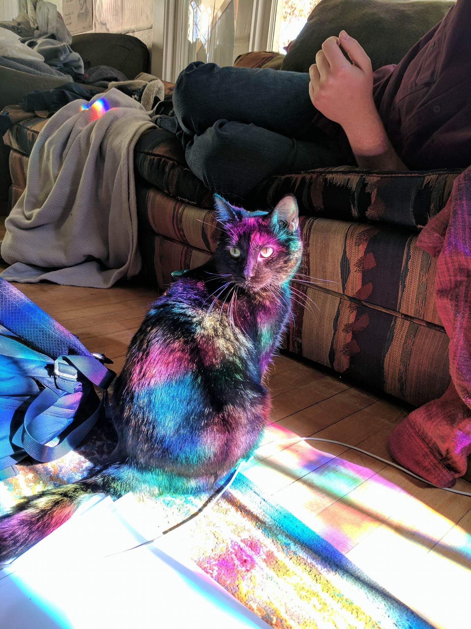 rainbow on cat