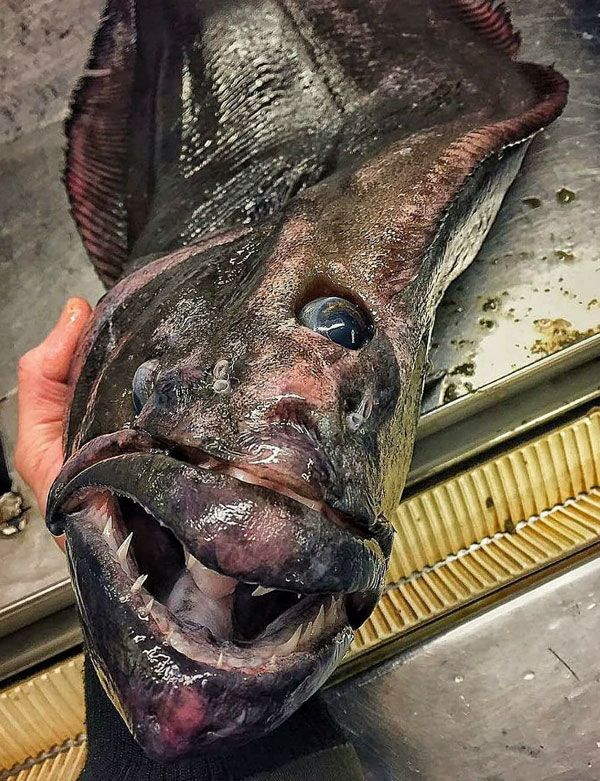 one eyed deep sea fish - W