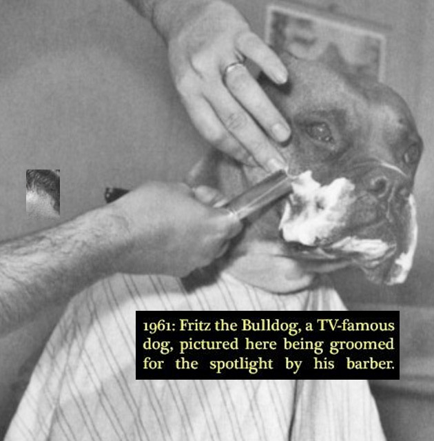 bulldog fritz - 1961 Fritz the Bulldog, a Tvfamous dog, pictured here being groomed for the spotlight by his barber,