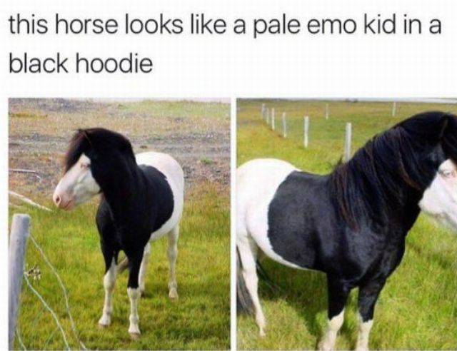 memes - horse wearing a hoodie - this horse looks a pale emo kid in a black hoodie