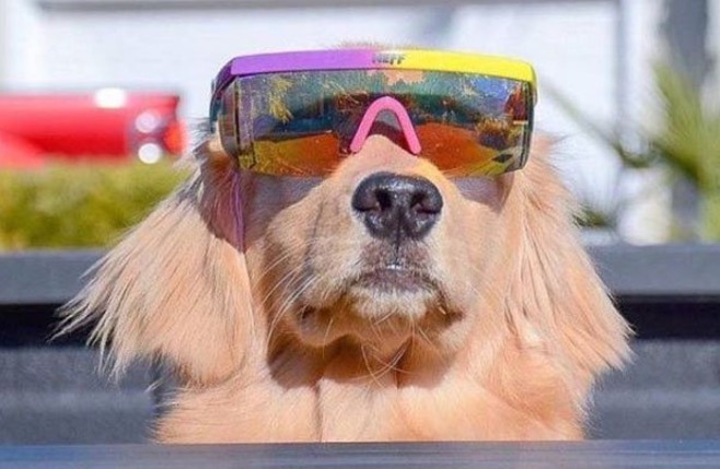 funny picture of dog wearing sun glasses