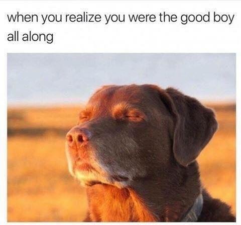 doggo meme good boy - when you realize you were the good boy all along