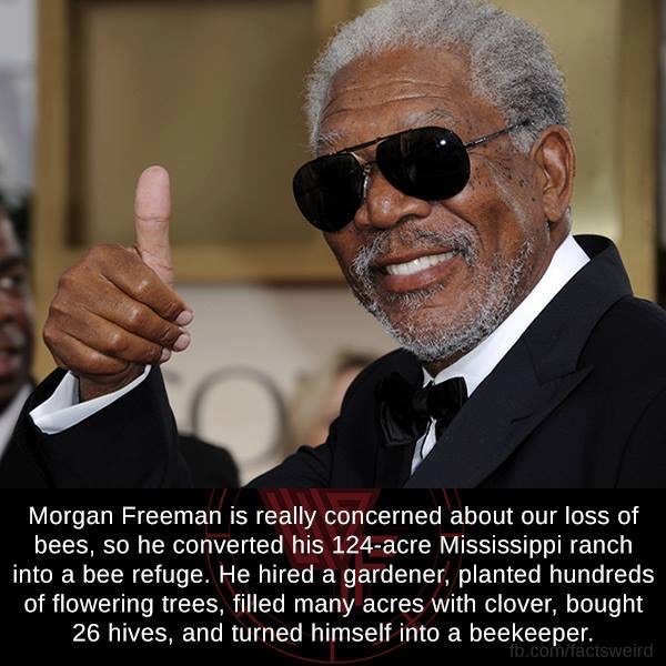 Morgan Freeman is really concerned about our loss of bees, so he converted his 124acre Mississippi ranch into a bee refuge. He hired a gardener, planted hundreds of flowering trees, filled many acres with clover, bought 26 hives, and turned himself into a