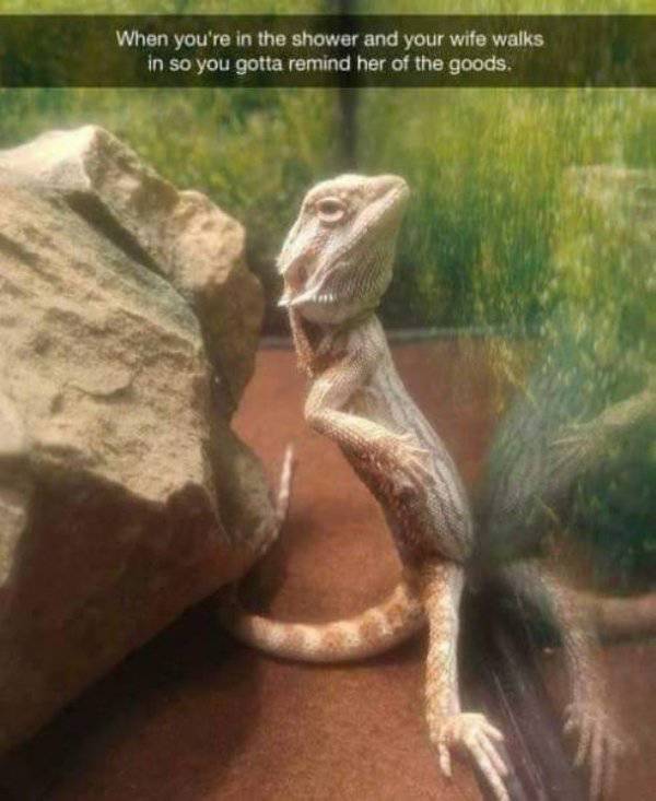 funny lizard - When you're in the shower and your wife walks in so you gotta remind her of the goods.
