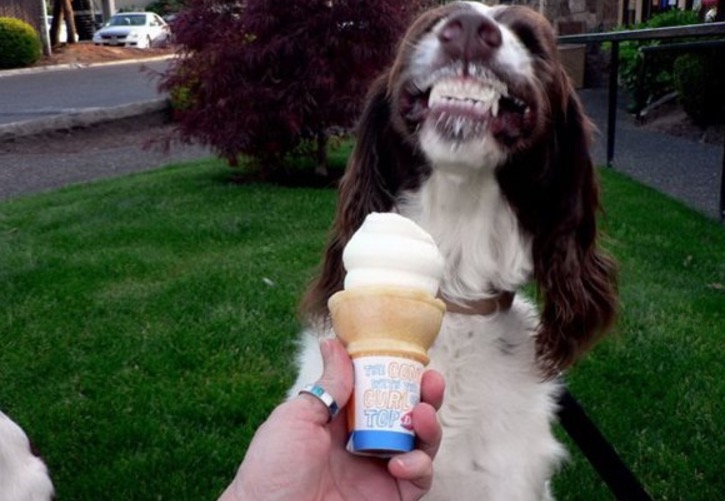 funny animal ice cream