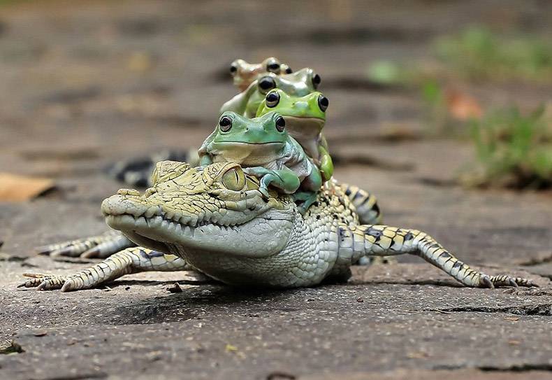 crocodile with frogs on back - Mha