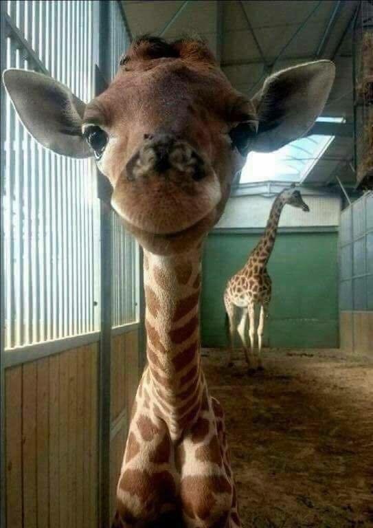 amazing picture of baby giraffe smile