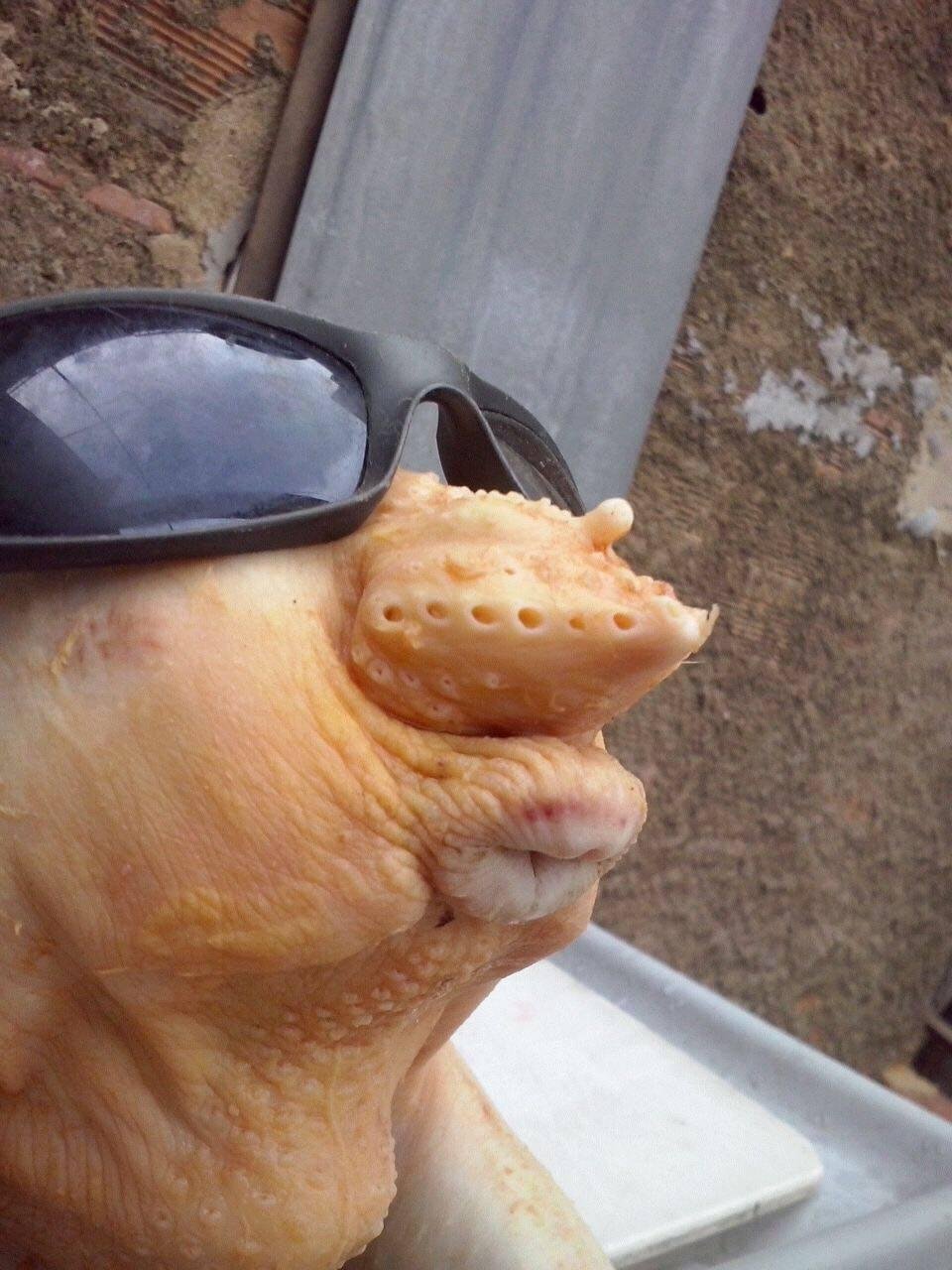Cool looking chicken