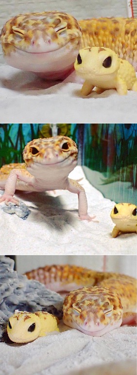 leopard gecko with toy