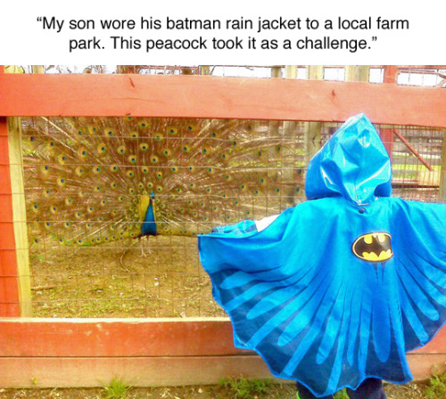 you have made a powerful enemy today - "My son wore his batman rain jacket to a local farm park. This peacock took it as a challenge."