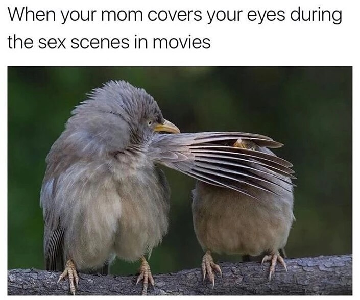 comedy wildlife photography birds - When your mom covers your eyes during the sex scenes in movies