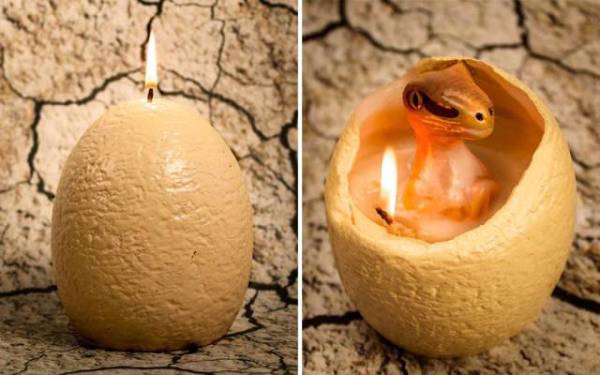 raptor egg candle