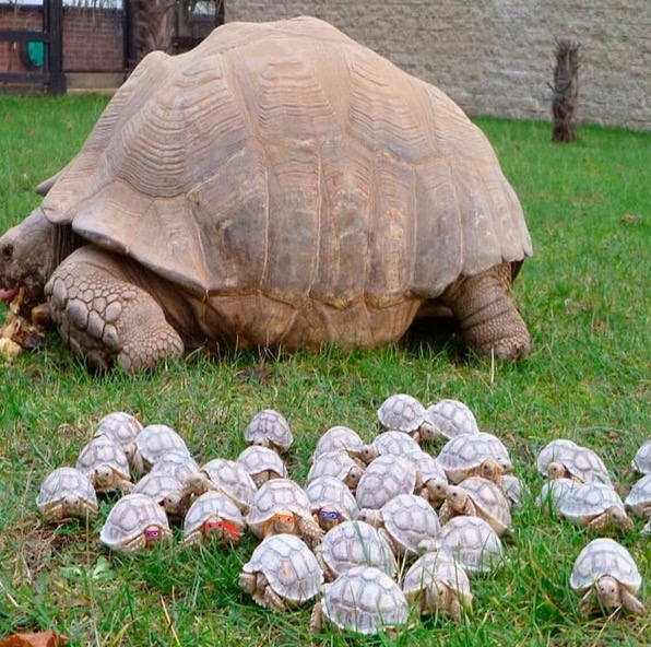 cool tortoise babies - Own