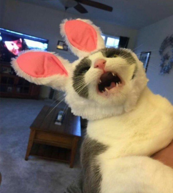 cool here comes peter cottontail cat