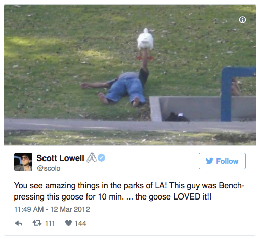 posts that will blow your mind - Scott Lowell You see amazing things in the parks of La! This guy was Bench pressing this goose for 10 min. ... the goose Loved it!! 7 111 144