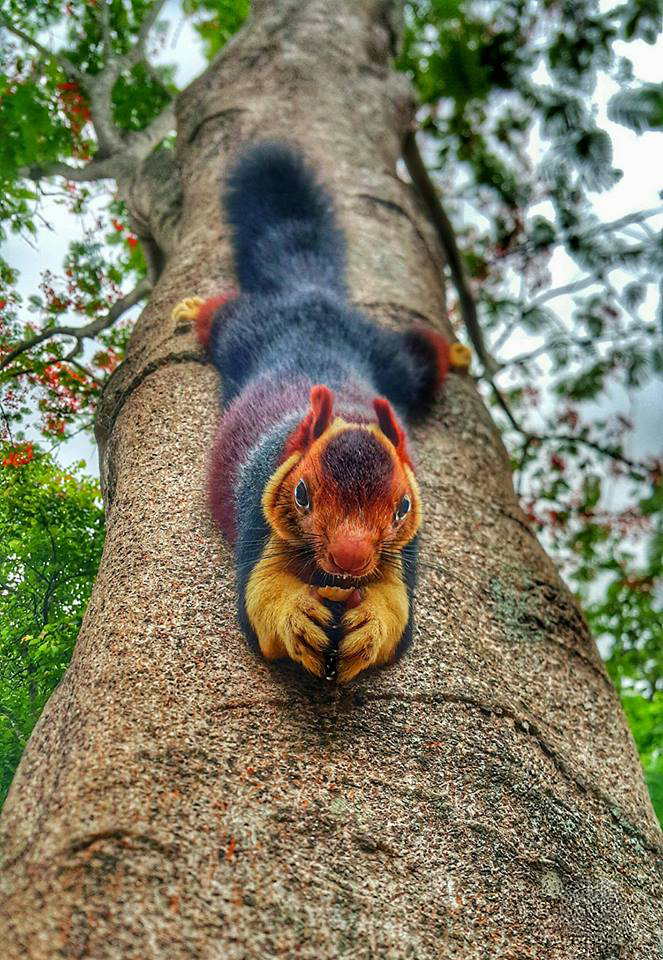 cool pic malabar giant squirrel of india