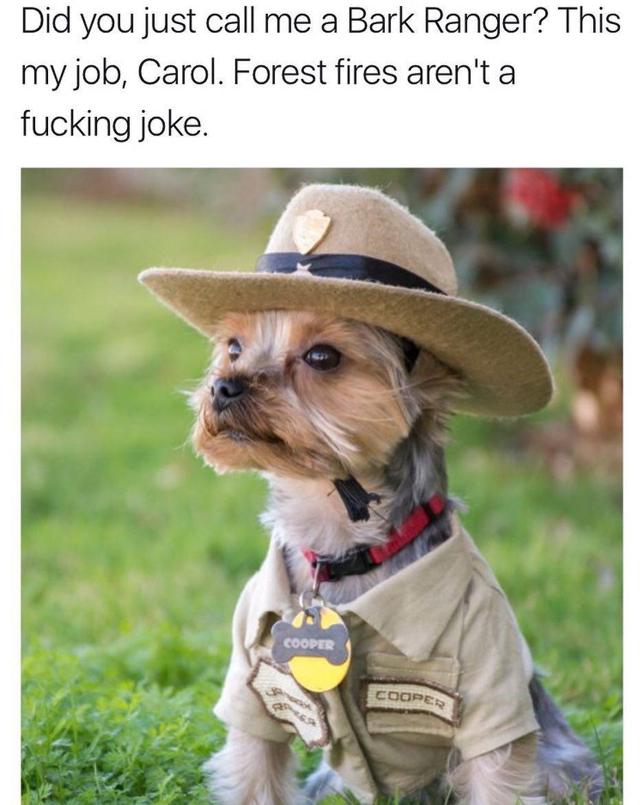 did you just call me a bark ranger - Did you just call me a Bark Ranger? This my job, Carol. Forest fires aren't a fucking joke. Cooper Cooper
