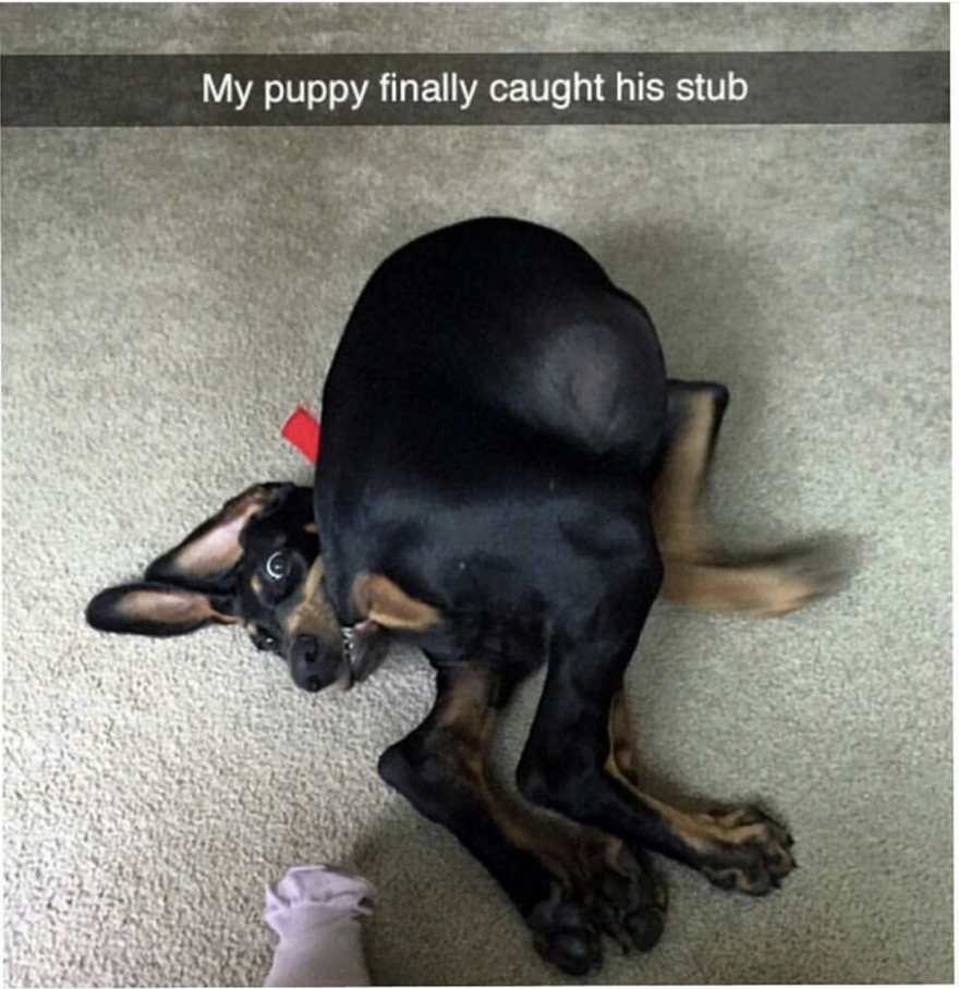 Snapchat of a dog that caught his stub of a tail, finally.