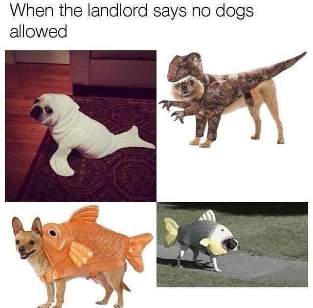 Meme about when your landlord doesn't allow dogs, so you dress up your dog as various other stuffed animals.