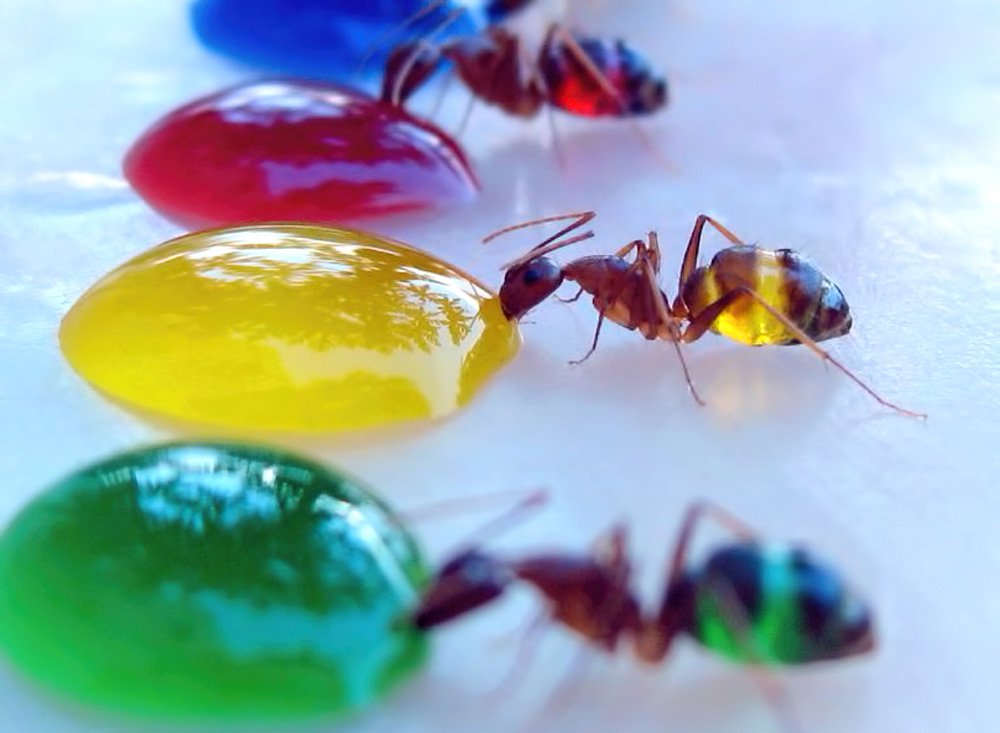 colored ants