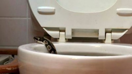 Snake coming out of the toilet.