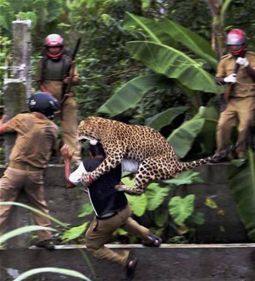 Spotted leopard attacking a person with flying force.