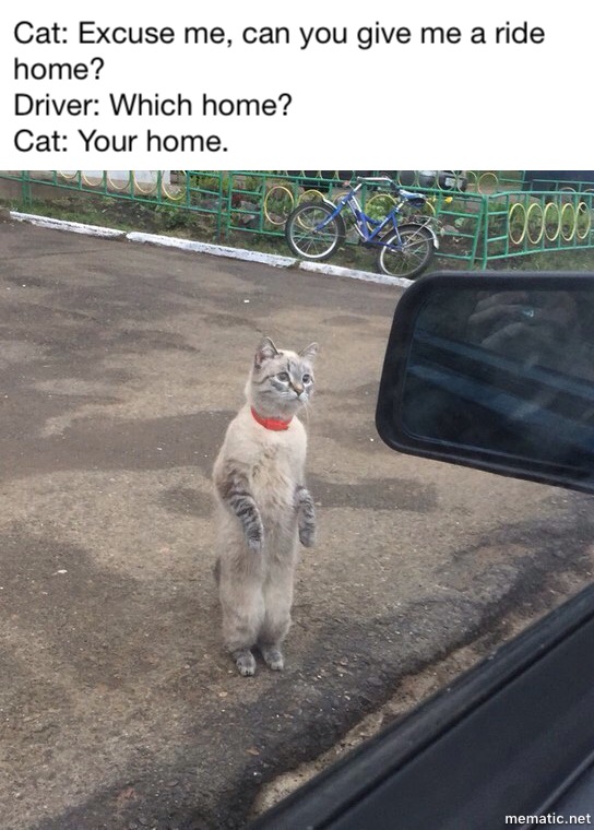 Cat looking for a ride home, your home.