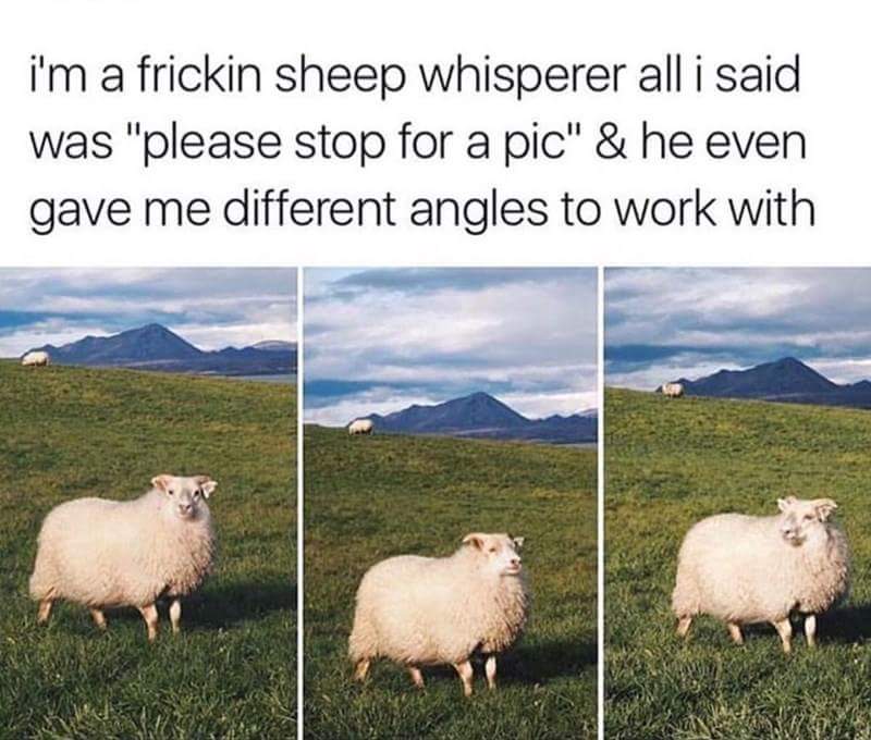 funny meme of person who got a sheep to stop and pose for pictures. A true Sheep Whisperer