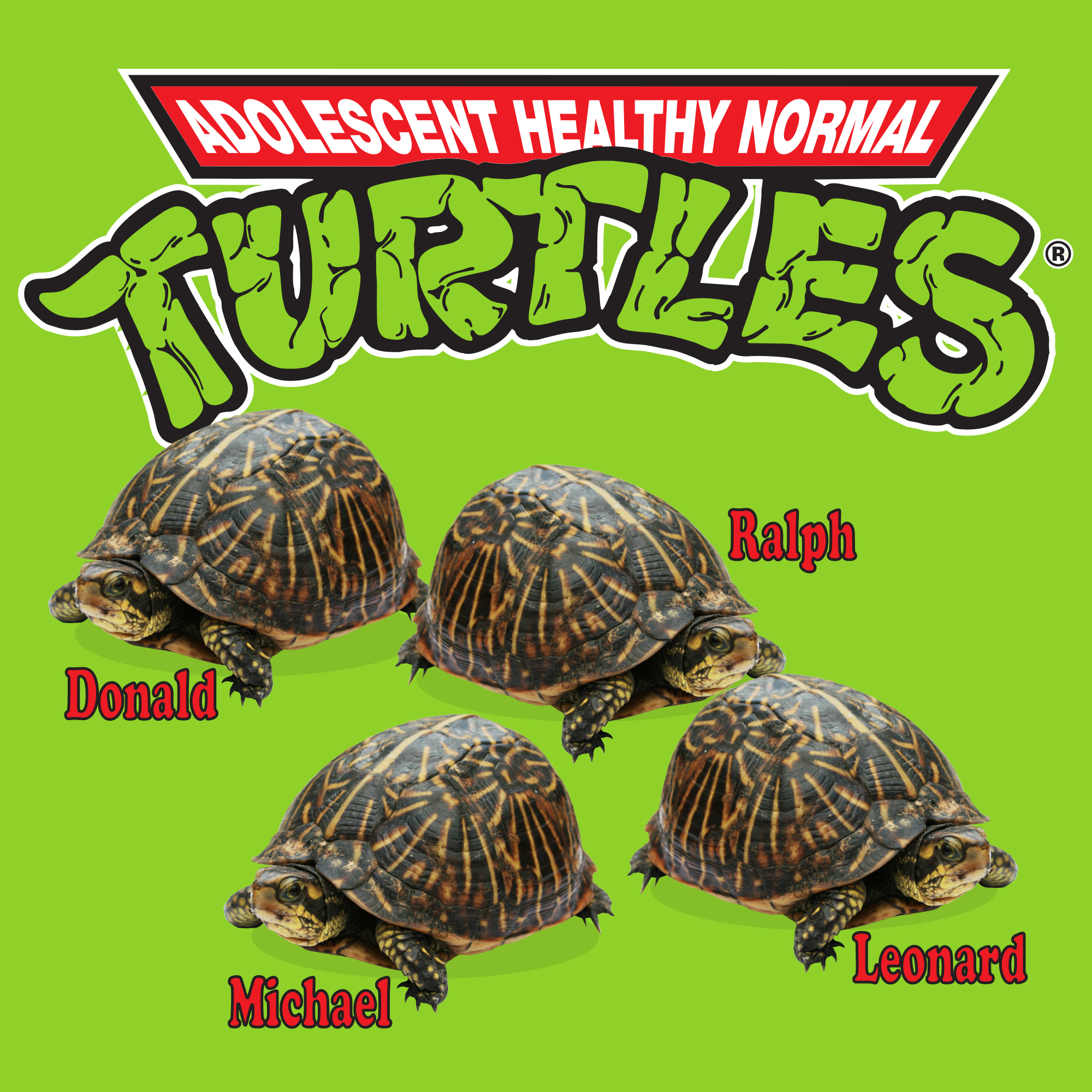 Adolescent healthy and normal turtles.
