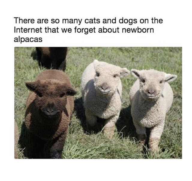 Adorable meme of newborn alpacas