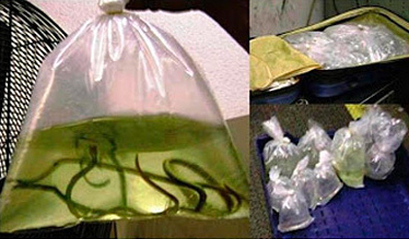 Bag of water snakes confiscated by the TSA