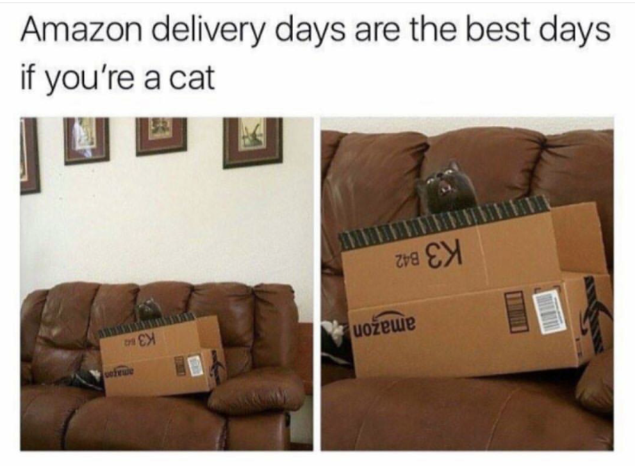 Meme about Amazon delivery days being the best for a cat, because of the boxes.