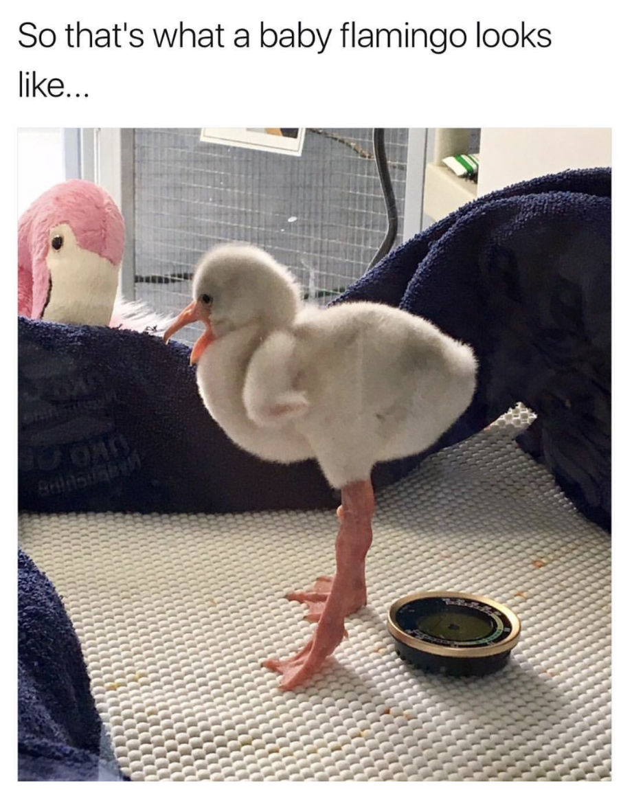 Cute pic of a baby flamingo