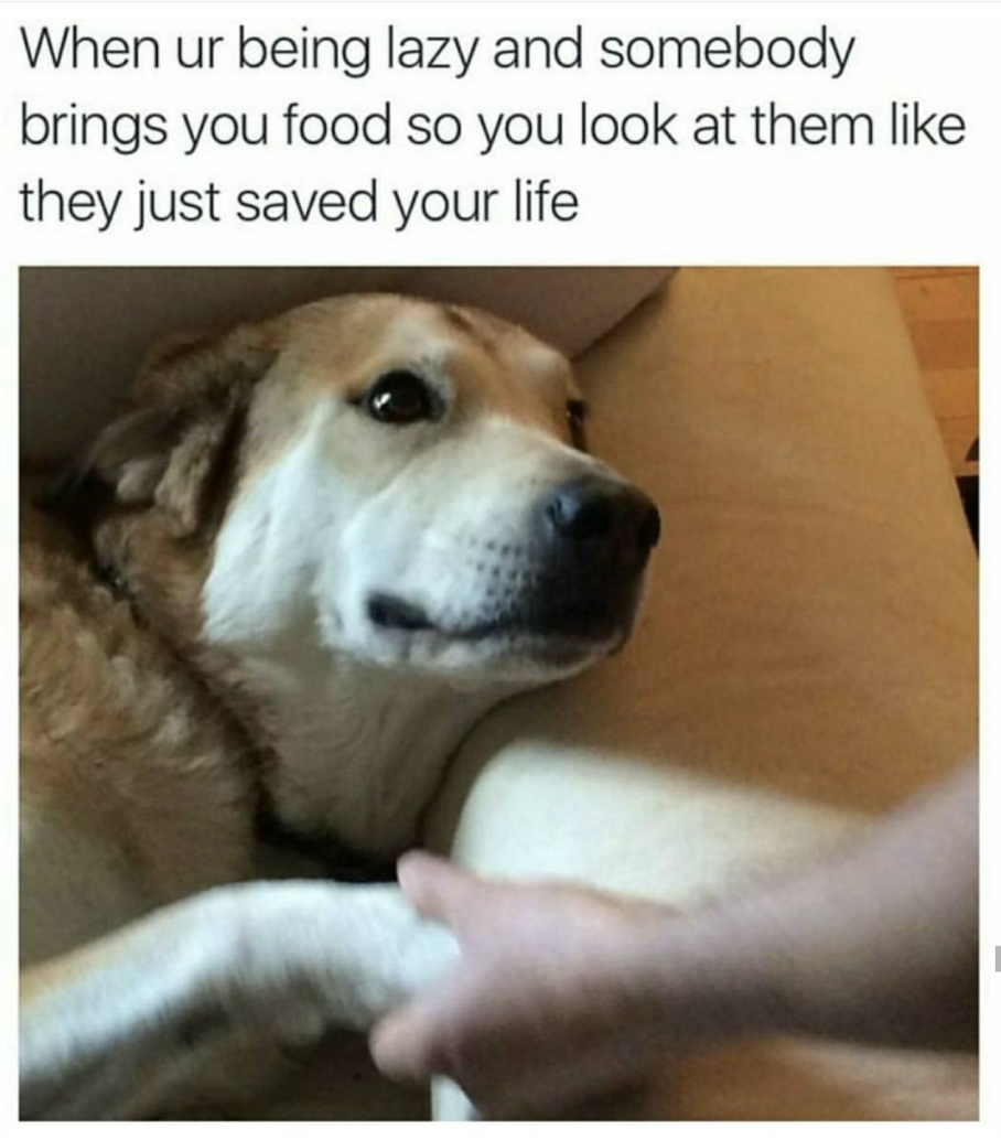 Dog looking at you like you saved his life
