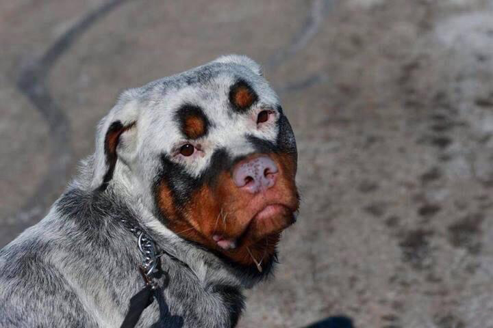 Dog with a pattern of another dog on him.