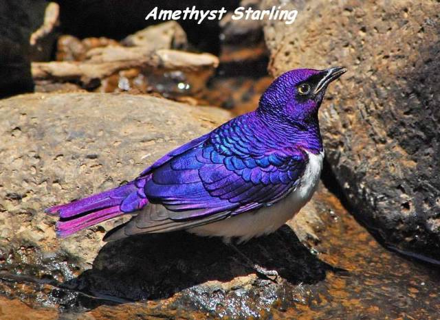 plum colored starling - Amethyst Starling