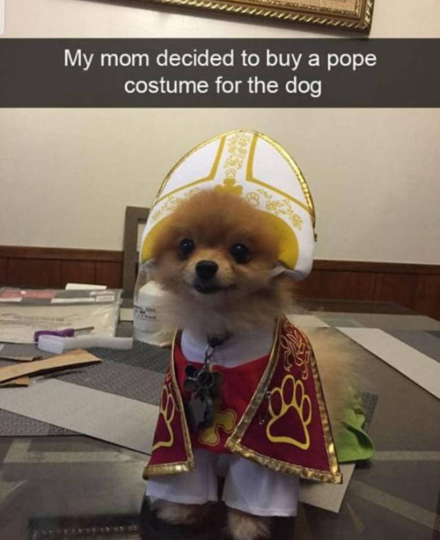 you have been visited by the holy doggo - My mom decided to buy a pope costume for the dog